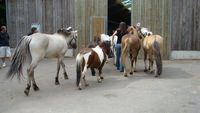 Une installation pour les chevaux et ceux qui les aiment: